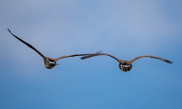 View of two Canada geese flying with wings spread against a clear blue sky at Edwin B. Forsythe National Wildlife Refuge Galloway New Jersey United States. View of two Canada geese flying with wings spread against a clear blue sky at Edwin B. Forsythe National Wildlife Refuge Galloway New Jersey United States.