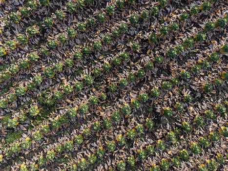 Aerial view of rows of crops create a textured tapestry of earthy browns and vibrant greens Overgooi Flevoland Netherlands. Aerial view of rows of crops create a textured tapestry of earthy browns and vibrant greens Overgooi Flevoland Netherlands.