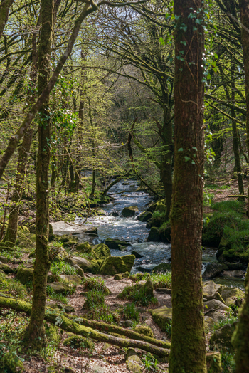 View of the river flowing through the lush woodland of Golitha Falls National Nature Reserve with moss covered rocks and trees in Liskeard England United Kingdom. View of the river flowing through the lush woodland of Golitha Falls National Nature Reserve with moss covered rocks and trees in Liskeard England United Kingdom.