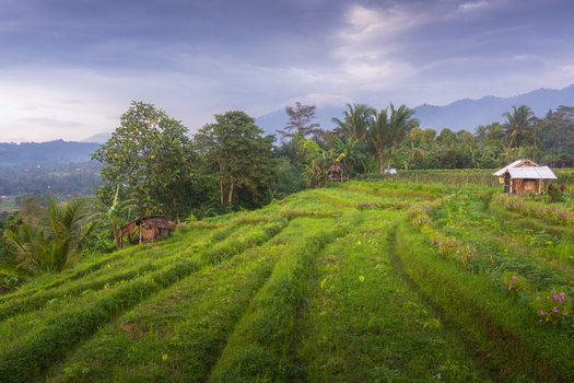 Aerial view of lush green rice terraces with small wooden huts and tropical palm trees under a cloudy sky with mountains in the background Sidemen Bali Indonesia. Aerial view of lush green rice terraces with small wooden huts and tropical palm trees under a cloudy sky with mountains in the background Sidemen Bali Indonesia.