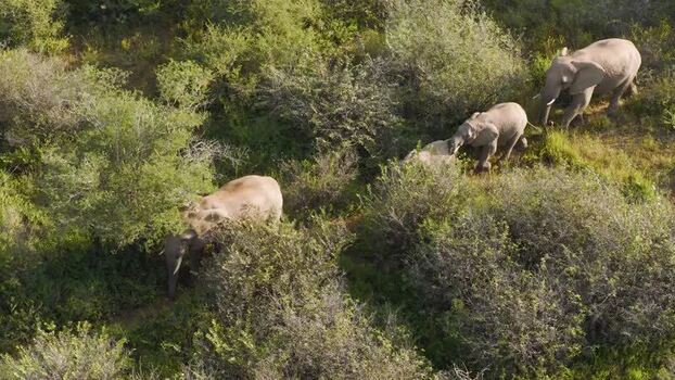 Aerial view of elephants in the bush South Africa.