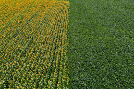 Aerial view of golden sunflowers contrasting sharply with verdant crops in adjacent fields Chyhyryns kyi district Cherkasy Oblast Ukraine. Aerial view of golden sunflowers contrasting sharply with verdant crops in adjacent fields Chyhyryns kyi district Cherkasy Oblast Ukraine.