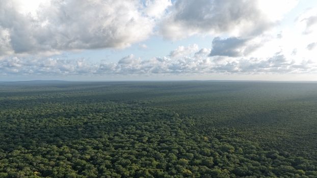 Aerial view of the vast Arabuko Sokoke Forest showcasing dense green canopy rolling landscape and scattered clouds in the sky in Gede Kilifi County Kenya. Aerial view of the vast Arabuko Sokoke Forest showcasing dense green canopy rolling landscape and scattered clouds in the sky in Gede Kilifi County Kenya.