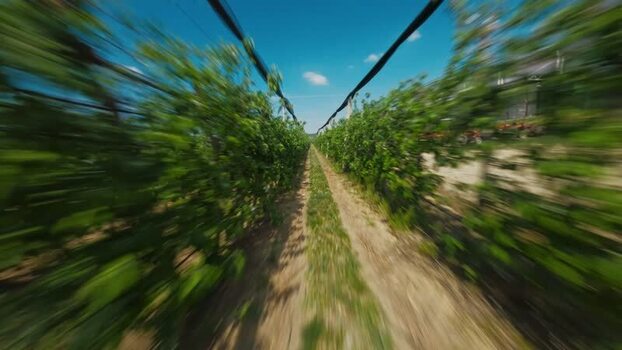 FPV aerial view of vineyard rows in Vojvodina Serbia.