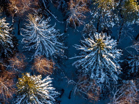 Aerial view of snow covered pine trees and bare branches in a winter forest under golden sunlight Lithuania. Aerial view of snow covered pine trees and bare branches in a winter forest under golden sunlight Lithuania.