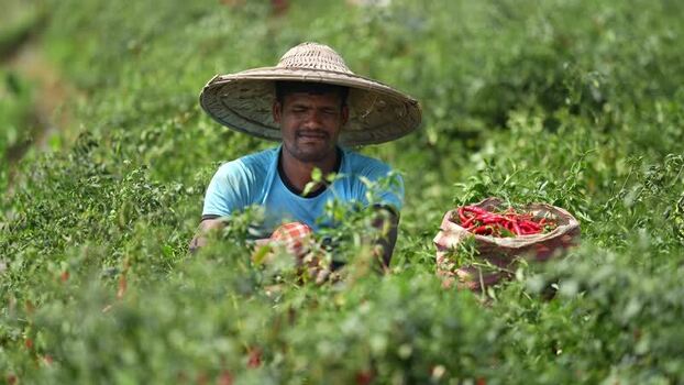 View of a farmer harvesting red chilies in a field Bangladesh. View of a farmer harvesting red chilies in a field Bangladesh.