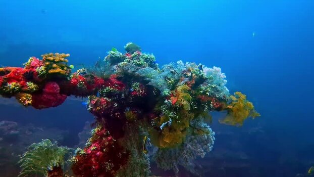 View of vibrant coral reef in the ocean Indonesia.
