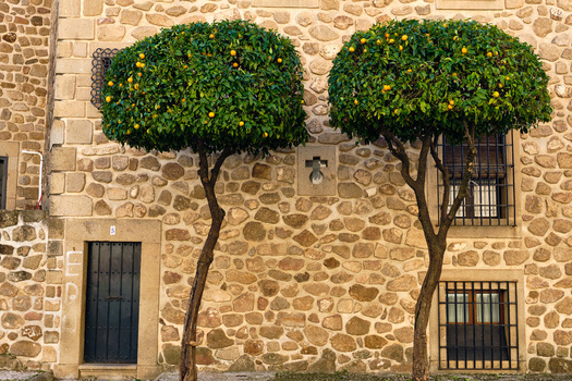 Plasencia Spain 03 December 2025 View of two orange trees with round canopies standing in front of a historic stone wall with a wooden door and barred windows. Plasencia Spain 03 December 2025 View of two orange trees with round canopies standing in front of a historic stone wall with a wooden door and barred windows.