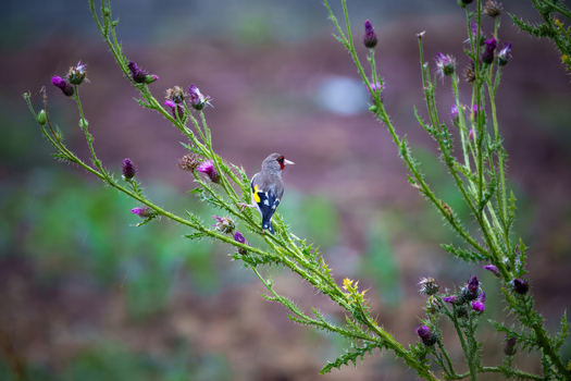 View of a European goldfinch perched on a thorny thistle branch with purple flowers in a field Naran Khyber Pakhtunkhwa Pakistan. View of a European goldfinch perched on a thorny thistle branch with purple flowers in a field Naran Khyber Pakhtunkhwa Pakistan.