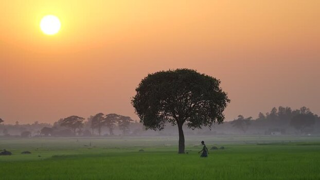 View of a lone tree in a green field at sunset Bangladesh. View of a lone tree in a green field at sunset Bangladesh.