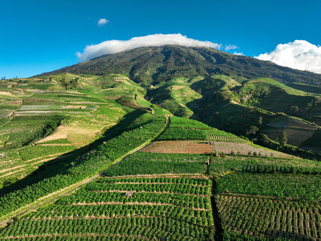 Aerial view of the lush green Tobacco Plantation on the slopes of Mount Sindoro with terraced fields and a clear blue sky in Temanggung Central Java Indonesia. Aerial view of the lush green Tobacco Plantation on the slopes of Mount Sindoro with terraced fields and a clear blue sky in Temanggung Central Java Indonesia.