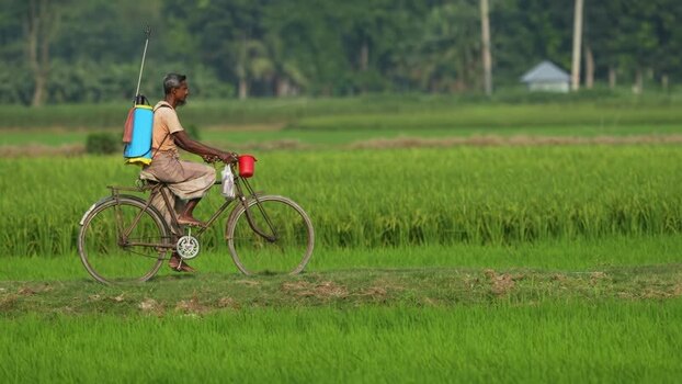 View of a farmer riding a bicycle in a rice field Bangladesh.