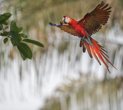 View of a scarlet macaw in flight with a nut in its beak against a blurred tropical foliage background in Puerto Jimenez Puntarenas Province Costa Rica.