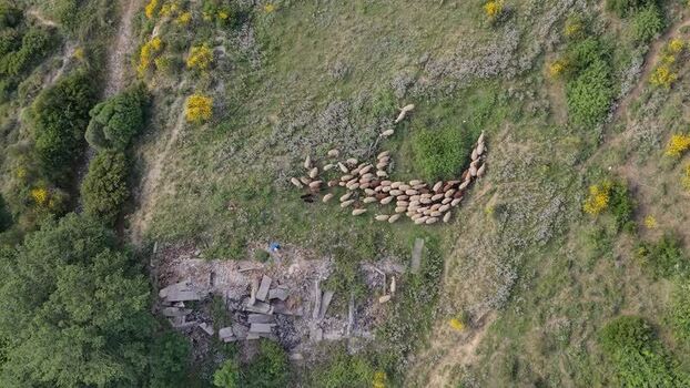 Aerial view of a flock of sheep grazing on a hillside Albania. Aerial view of a flock of sheep grazing on a hillside Albania.