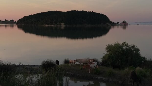 Aerial view of Zvernec Island and grazing cows at sunset Albania. Aerial view of Zvernec Island and grazing cows at sunset Albania.