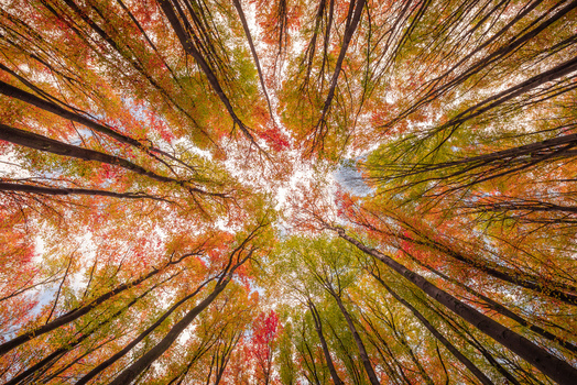 View of a vibrant autumn forest canopy with tall trees and colorful red orange and yellow leaves against a bright sky in Kartuzy County Pomeranian Voivodeship Poland. View of a vibrant autumn forest canopy with tall trees and colorful red orange and yellow leaves against a bright sky in Kartuzy County Pomeranian Voivodeship Poland.