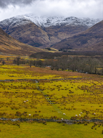 Aerial view of grazing sheep in a vast valley with stone walls and a dirt track leading towards snow capped mountains under a cloudy sky in Scotland United Kingdom. Aerial view of grazing sheep in a vast valley with stone walls and a dirt track leading towards snow capped mountains under a cloudy sky in Scotland United Kingdom.