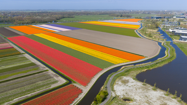 Aerial view of vibrant tulip fields in red yellow and orange blooming alongside a winding canal under a clear blue sky in Heiloo North Holland Netherlands. Aerial view of vibrant tulip fields in red yellow and orange blooming alongside a winding canal under a clear blue sky in Heiloo North Holland Netherlands.