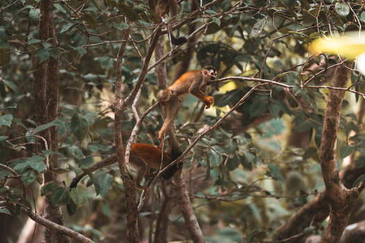 View of two squirrel monkeys climbing through the lush green branches of a tropical rainforest in Costa Rica.