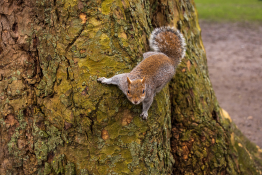 View of a grey squirrel climbing down a textured tree trunk with green moss in a park London England United Kingdom. View of a grey squirrel climbing down a textured tree trunk with green moss in a park London England United Kingdom.