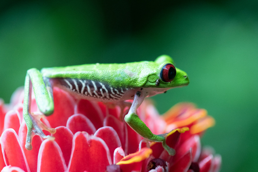 View of a red eyed tree frog resting on a vibrant red ginger flower in Puerto Jimenez Puntarenas Province Costa Rica.