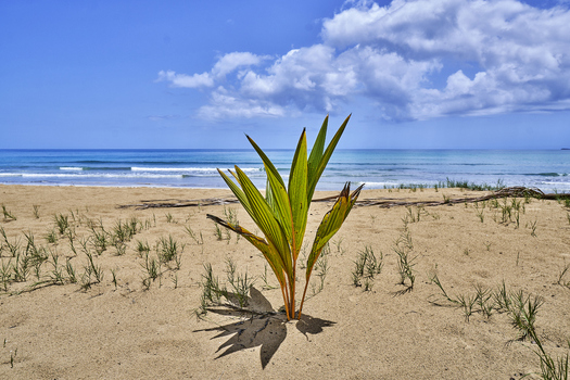 View of a small palm plant growing on the sandy beach with the blue ocean and sky in the background in Santo Domingo Distrito Nacional Dominican Republic. View of a small palm plant growing on the sandy beach with the blue ocean and sky in the background in Santo Domingo Distrito Nacional Dominican Republic.