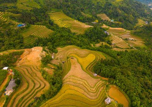 Aerial view of golden rice terraces carved into the mountainside with small rural huts and a pond in Hoang Su Phi Ha Giang Vietnam.
