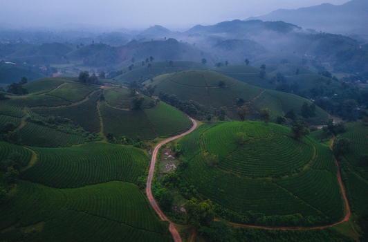 Aerial view of Long Coc Tea Hill featuring lush green terraced tea plantations on rolling hills with a winding dirt path under a misty sky in Long Coc Phu Tho Vietnam.