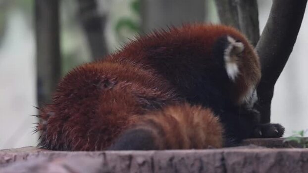 View of a red panda resting in Chengdu China. View of a red panda resting in Chengdu China.