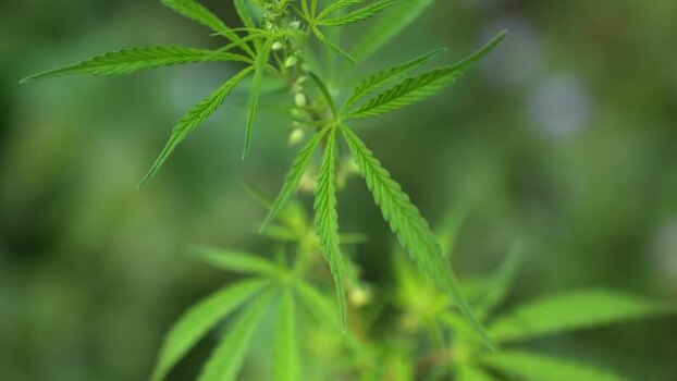 View of a green cannabis plant in a field Nepal.