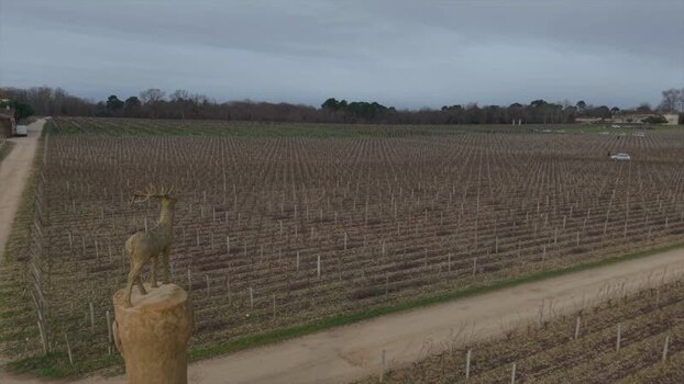 Aerial view of vineyard rows France.