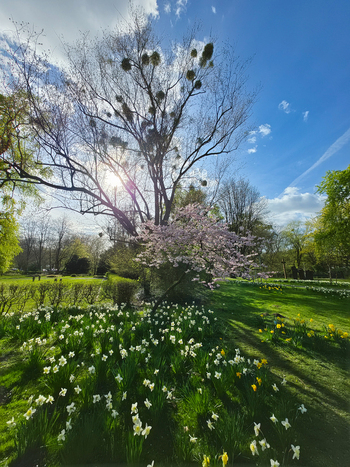 View of Maschsee park in spring with blooming white and yellow daffodils a flowering cherry tree and a large tree with mistletoe under a bright blue sky in Hanover Lower Saxony Germany.