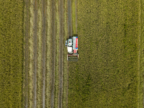 Aerial view of a combine harvester cutting the golden rice field its red and white colors stark against the green and brown landscape Kendal Central Java Indonesia. Aerial view of a combine harvester cutting the golden rice field its red and white colors stark against the green and brown landscape Kendal Central Java Indonesia.