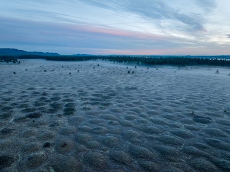 Aerial view of Mima Mounds Natural Area Preserve covered in low lying fog under a soft sunrise sky in Olympia Washington United States.