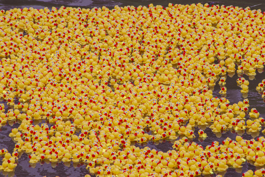 View of hundreds of yellow rubber ducks floating together on the water surface in Honolulu Hawaii United States.