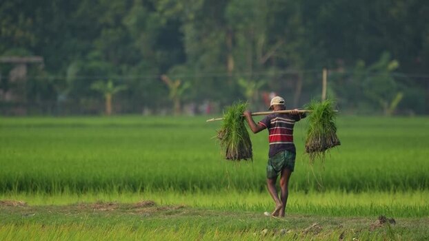 View of a farmer carrying rice seedlings in a field Bangladesh.