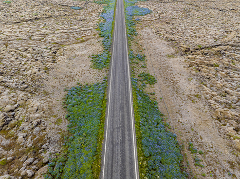 Aerial view of a straight asphalt road cutting through a vast volcanic landscape covered in mossy rocks and patches of blue lupine flowers in Iceland. Aerial view of a straight asphalt road cutting through a vast volcanic landscape covered in mossy rocks and patches of blue lupine flowers in Iceland.