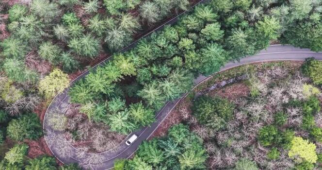 Aerial view of a winding road through a dense forest Italy. Aerial view of a winding road through a dense forest Italy.