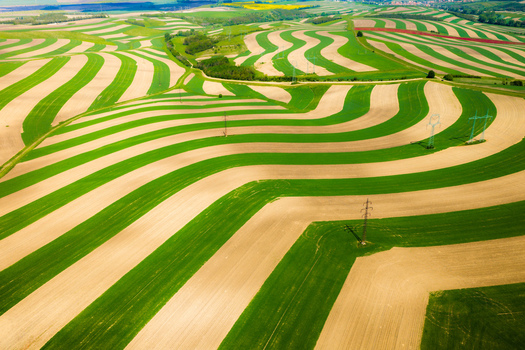 Aerial view of undulating agricultural fields with alternating green and brown strips and power lines in the countryside of Brno South Moravian Region Czechia.