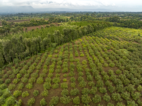 Aerial view of meticulously planted rows of trees create a textured tapestry against the backdrop of distant hills Nyeri Nyeri Kenya. Aerial view of meticulously planted rows of trees create a textured tapestry against the backdrop of distant hills Nyeri Nyeri Kenya.