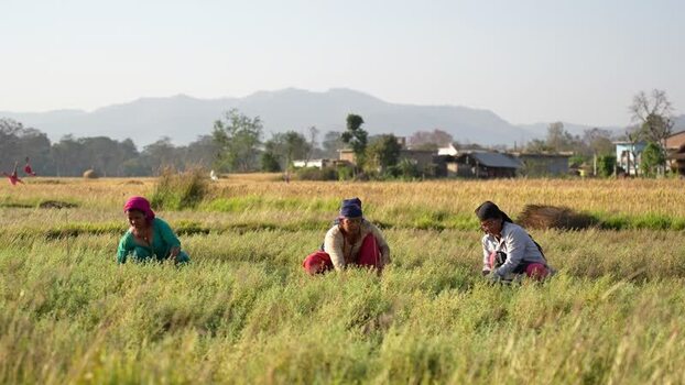 View of women working in a rural field in Dang Nepal.