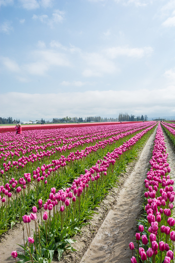 View of vibrant pink tulip rows stretching across a field under a bright blue sky with soft clouds in La Conner Washington United States.