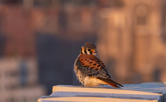 View of an American kestrel perched on a ledge at the Edwin B. Forsythe National Wildlife Refuge during golden hour Galloway New Jersey United States. View of an American kestrel perched on a ledge at the Edwin B. Forsythe National Wildlife Refuge during golden hour Galloway New Jersey United States.