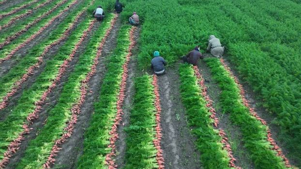 Aerial view of farmers harvesting carrots in a field Bangladesh. Aerial view of farmers harvesting carrots in a field Bangladesh.