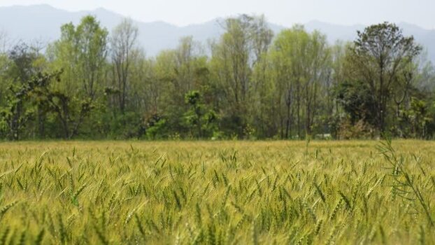 View of a green wheat field with trees and mountains Nepal.