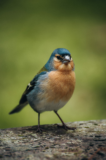 View of a vibrant chaffinch with its blue grey head orange breast and slate wings perched on a weathered branch Azores Portugal. View of a vibrant chaffinch with its blue grey head orange breast and slate wings perched on a weathered branch Azores Portugal.