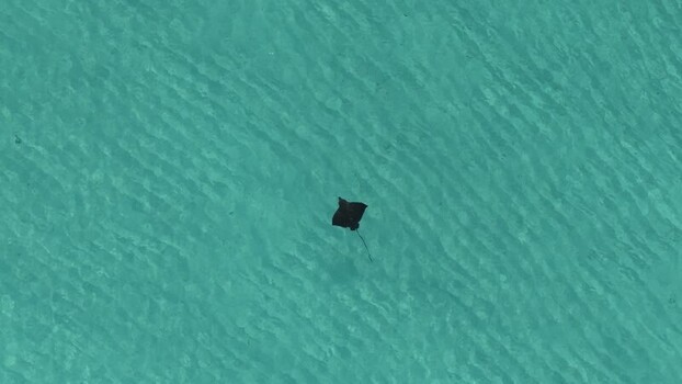 Aerial view of an eagle ray swimming in turquoise water Maldives. Aerial view of an eagle ray swimming in turquoise water Maldives.