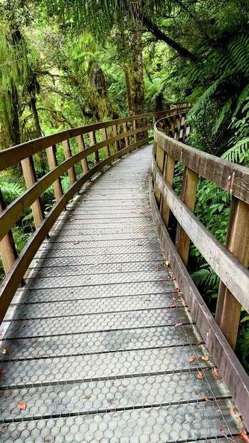 View of a boardwalk over blue water in lush forest New Zealand. View of a boardwalk over blue water in lush forest New Zealand.