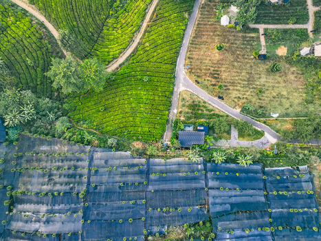 Aerial view of Goalpara Tea Park featuring lush green tea rows a winding road and shaded agricultural plots in Kecamatan Sukaraja Jawa Barat Indonesia. Aerial view of Goalpara Tea Park featuring lush green tea rows a winding road and shaded agricultural plots in Kecamatan Sukaraja Jawa Barat Indonesia.