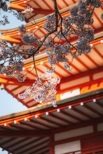 View of cherry blossoms in full bloom against the backdrop of the vibrant red Chureito Pagoda creating a striking contrast of color and texture Fujiyoshida Yamanashi Japan.